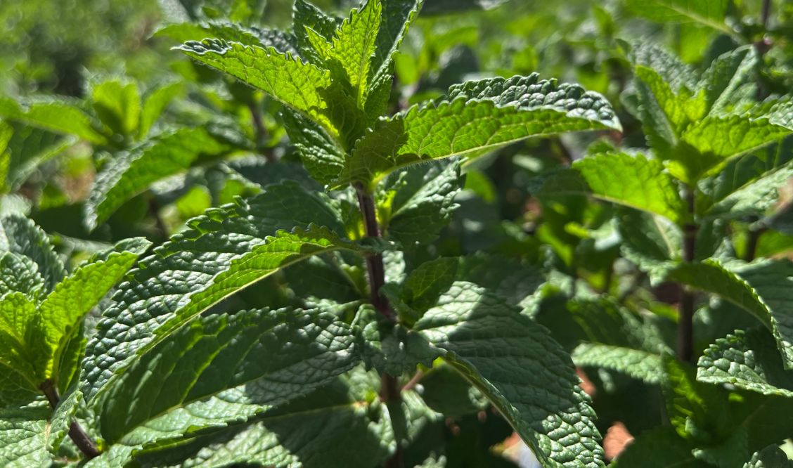 La menthe est traditionnellement utilisée comme plante médicinale