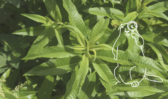 Entretien avec Richard, responsable Qualité Les 2 Marmottes