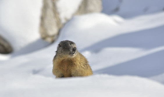 Février, jours de Fête au Terrier