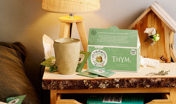 Tisane au thym : pourquoi est-elle aussi efficace ?