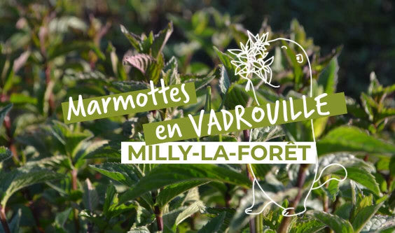 Marmottes en Vadrouille : Milly-la-Forêt