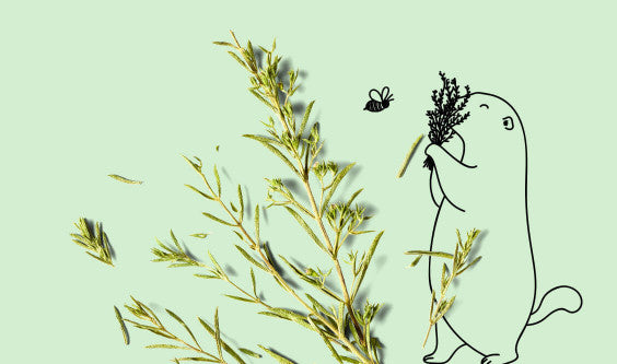 La récolte de la sarriette