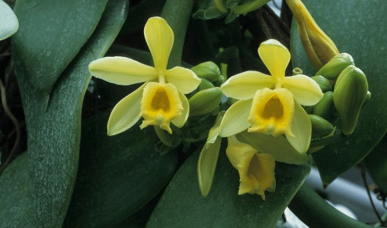 Vraie vanille VS vanille de synthèse : Les 2 Marmottes ont choisi leur camp !