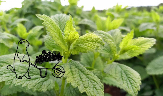 Les 2 Marmottes dans l’émission « Samedi à tout prix » sur France 5