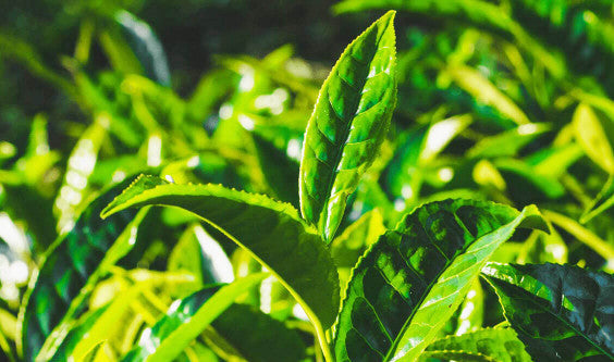 Thé vert vs Thé noir : le duel !