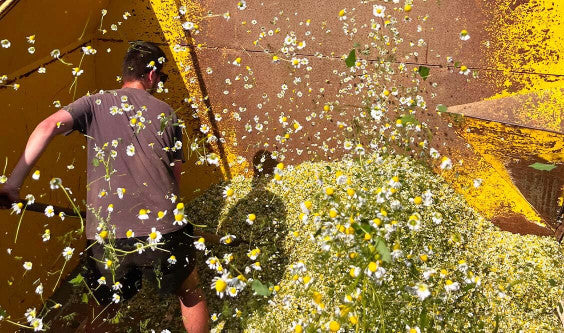 Aurélien, monsieur Camomille