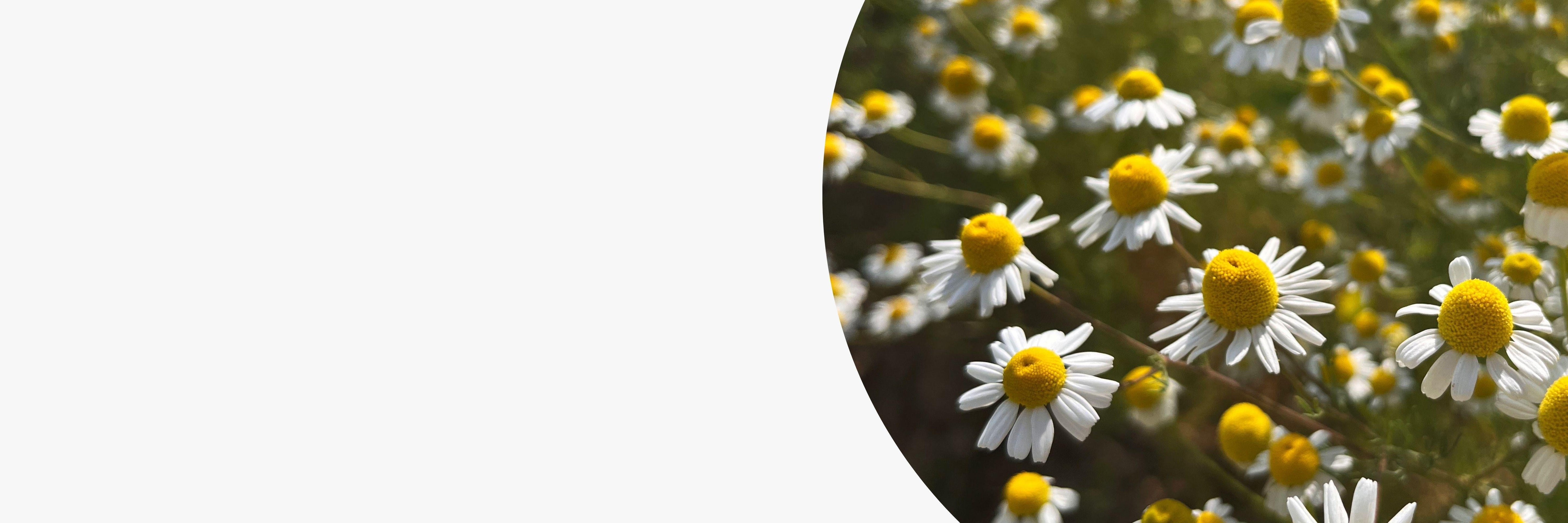 Tisanes à la camomille