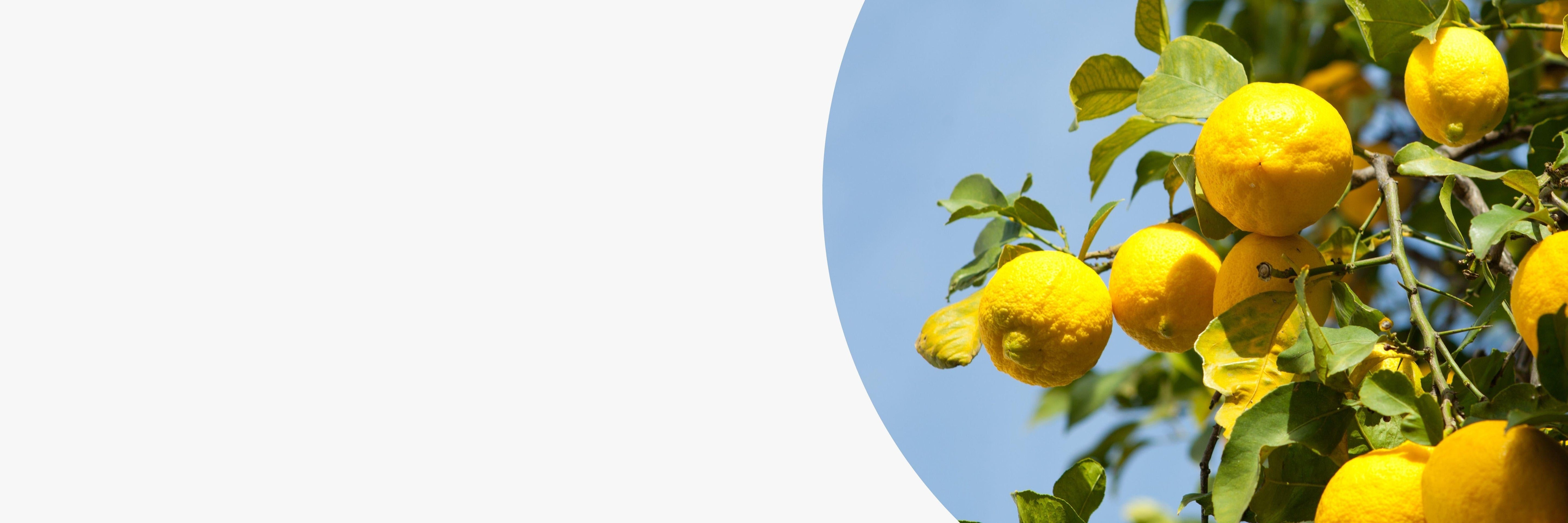 Tisanes au citron, thés bio au citron les 2 marmottes