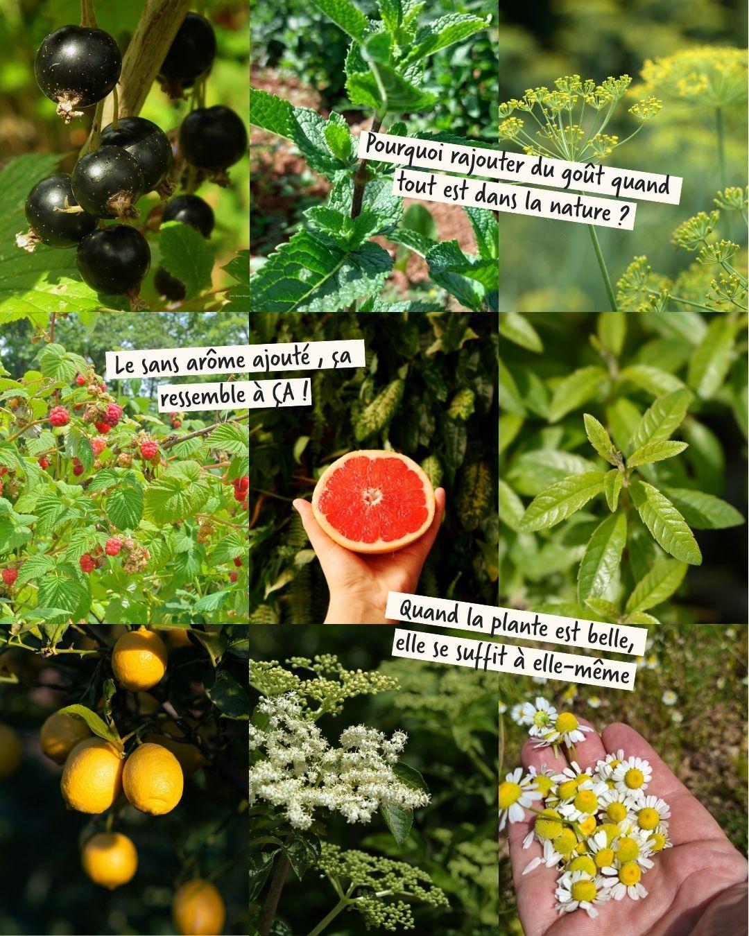 Les tisanes et thés sans arômes ajoutés utilisent des plantes : feuilles, fruits, fleurs, rhizomes...
