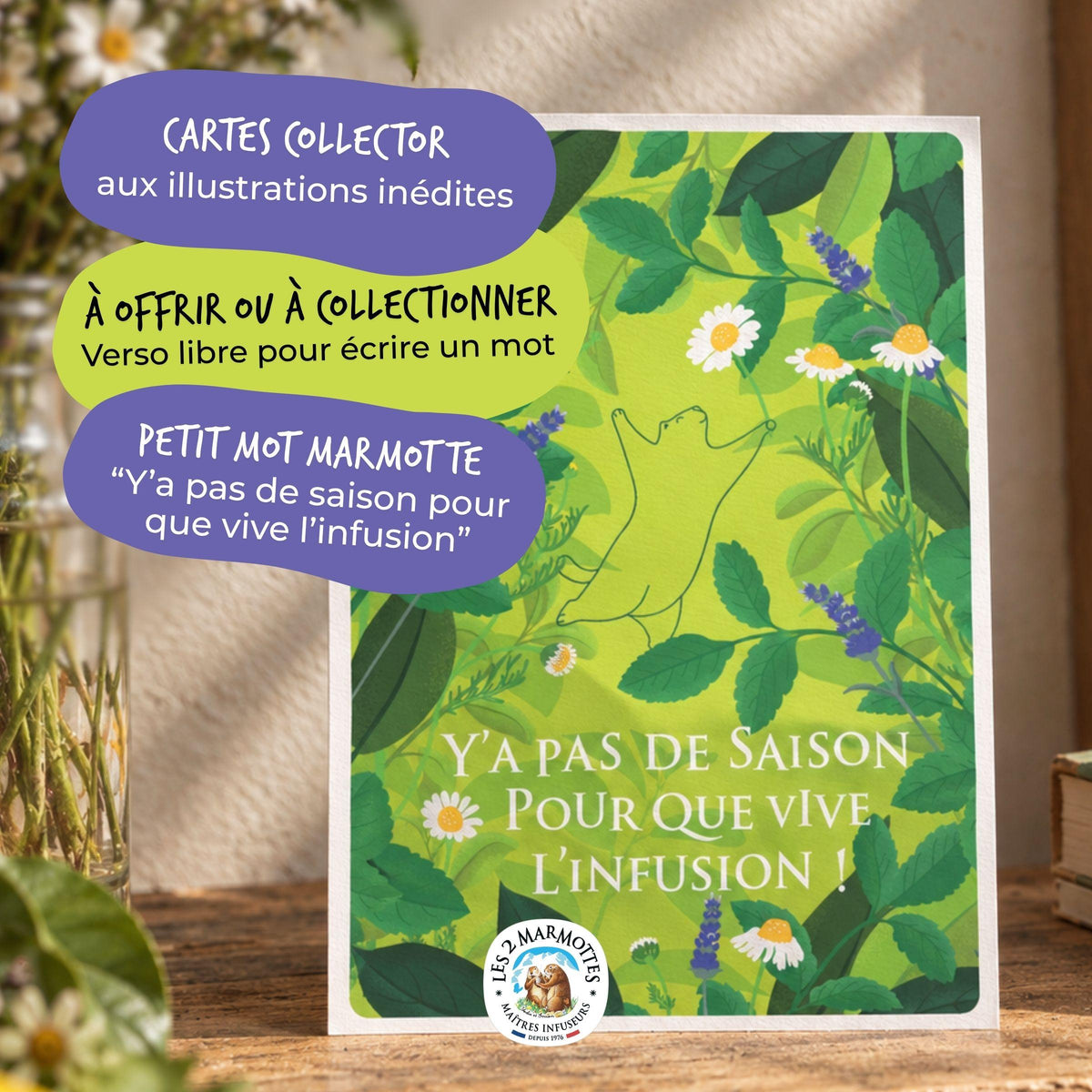 Carte postale les 2 marmottes avec citation" y a pas de saison pour que vive l'infusion", carte décor nature plantes fleurs de camomille et lavande sur fond vert clair vert citron, illustration marmotte heureuse qui tient une fleur, à offrir aux fans de thés et de tisanes. Fait partie d'une série de cartes postales à collectionner.