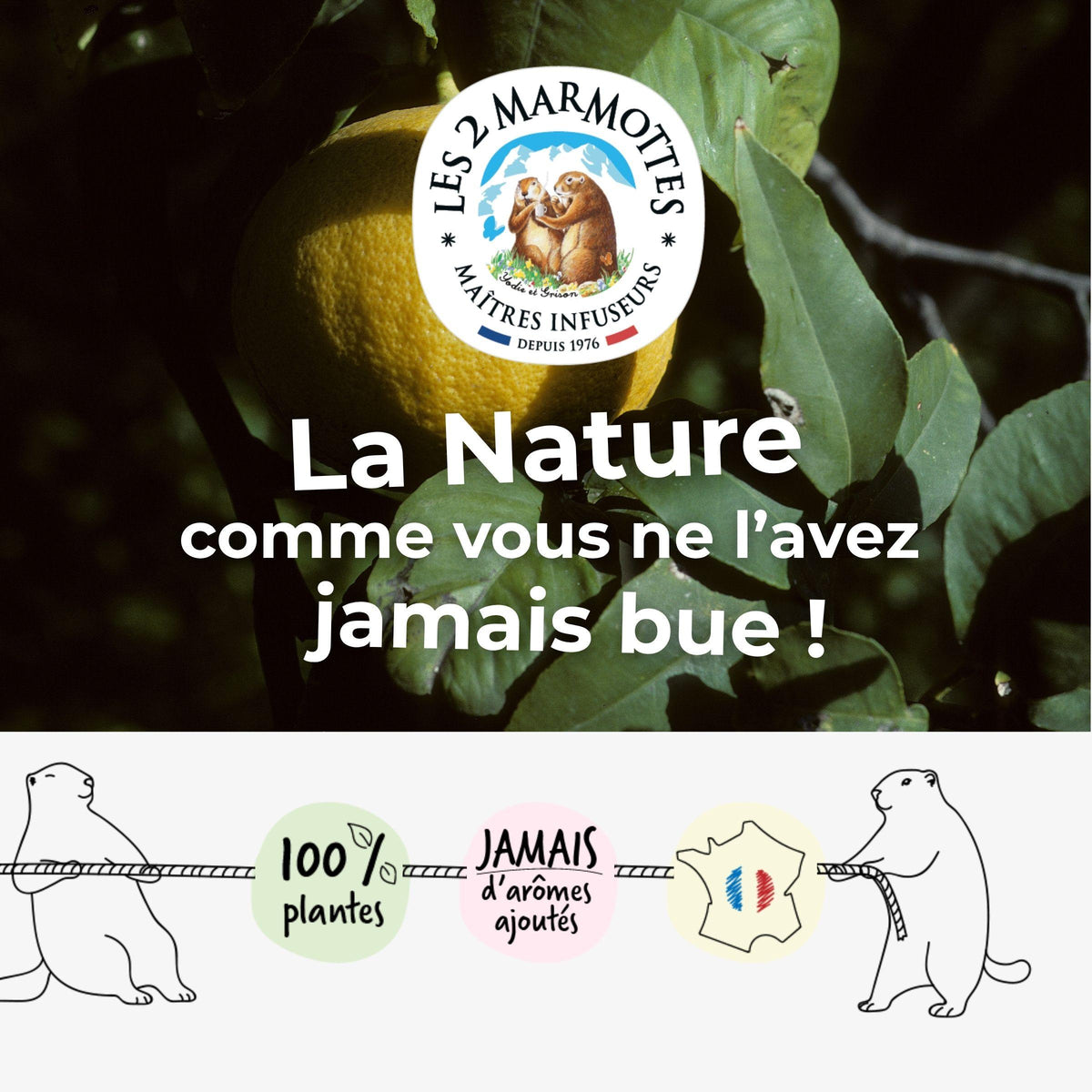 Les 2 Marmottes, la nature comme vous ne l'avez jamais bue ! Fabricant français de tisanes, infusions et thés 100% plantes. Le vrai goût des plantes et les fruits dans la tasse, sans jamais d'arômes ajoutés.