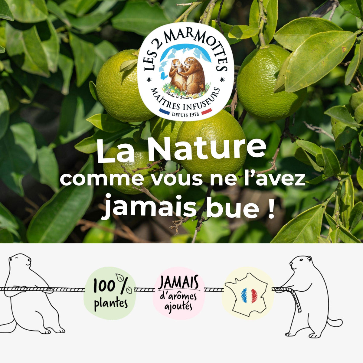 Les 2 Marmottes, savoir-faire français depuis 1976. Fabricants et maîtres infuseurs, tisanes et thés 100% plantes sans arômes ajoutés.