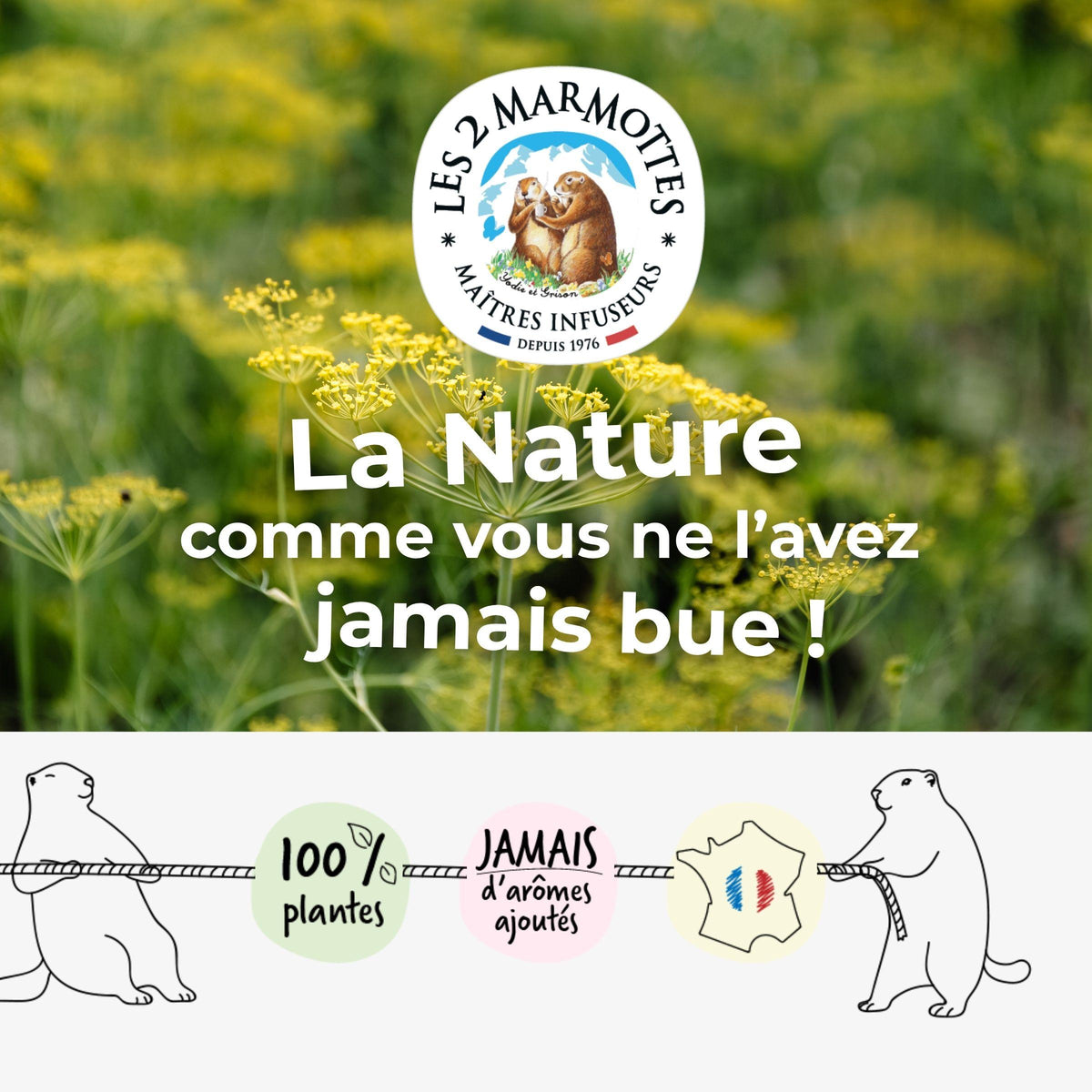 Les 2 Marmottes, fabricant français de tisanes infusions et thés depuis 1976. Savoir-faire de nos maîtres-infuseurs : nos recettes sont 100% plantes, sans aucun arômes ajoutés. Nos tisanes de fenouil utilisent uniquement d'authentiques graines de fenouil, aucun arôme ni huile essentielle.