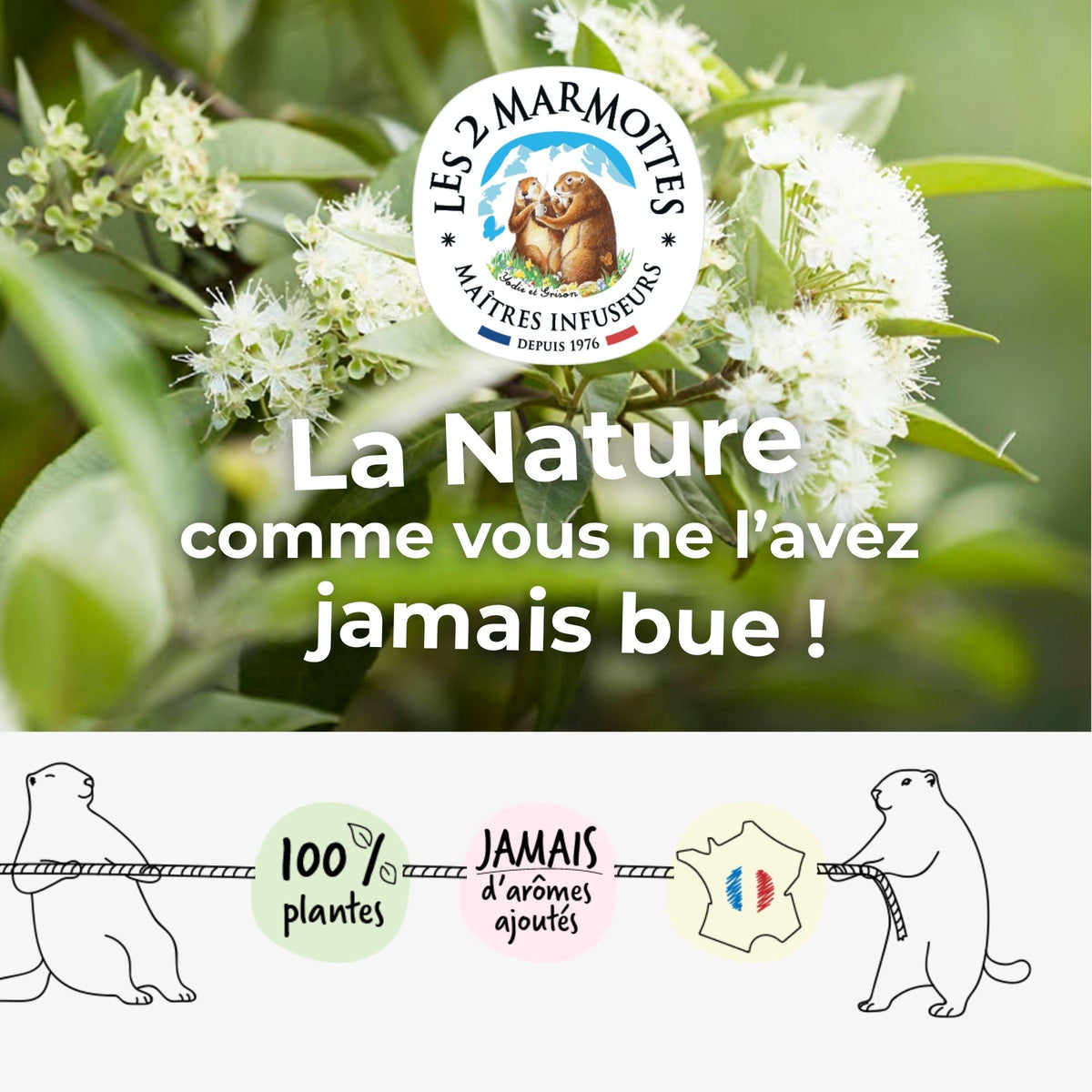La nature comme vous ne l'avez jamais bue, le vrai goût des plantes dans la tasse sans arômes ajoutés ni huiles essentielles