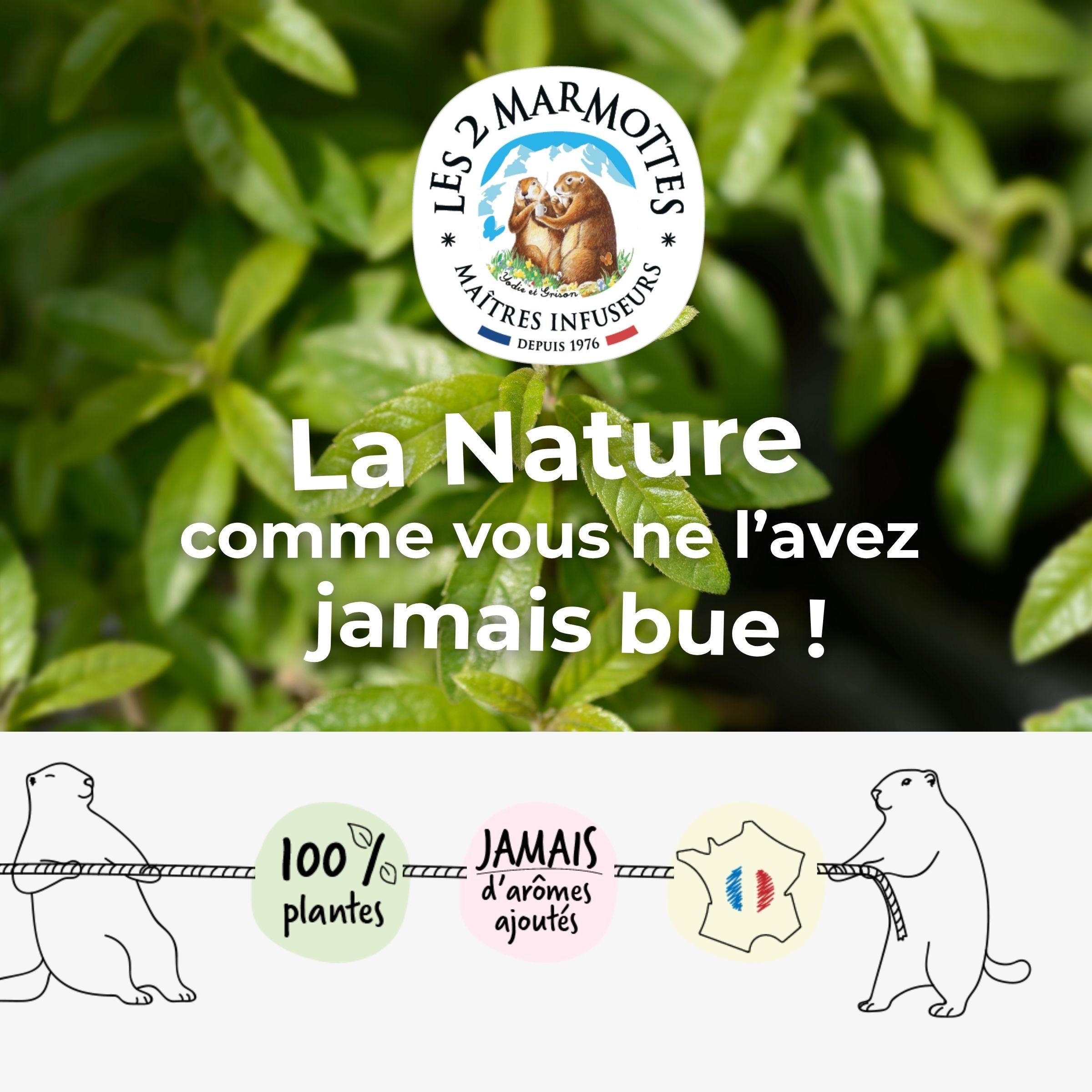 Les 2 Marmottes, fabricant français d'infusions, tisanes et thés 100% plantes, sans arômes ajoutés. Maîtres-infuseurs depuis 1976.