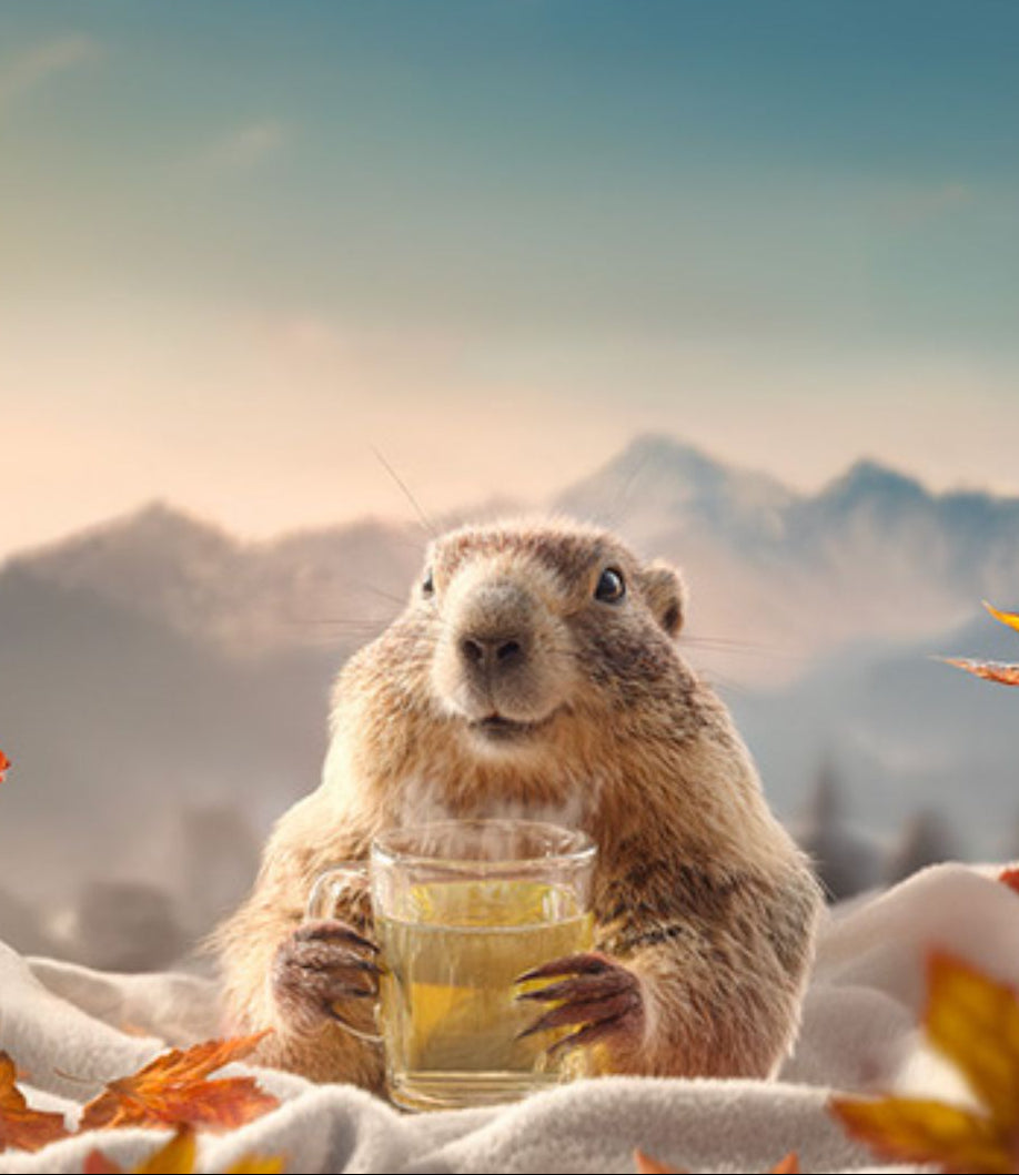 Rituels d'automne : marmotte tenant une tisane sur fond montagne enneigée.