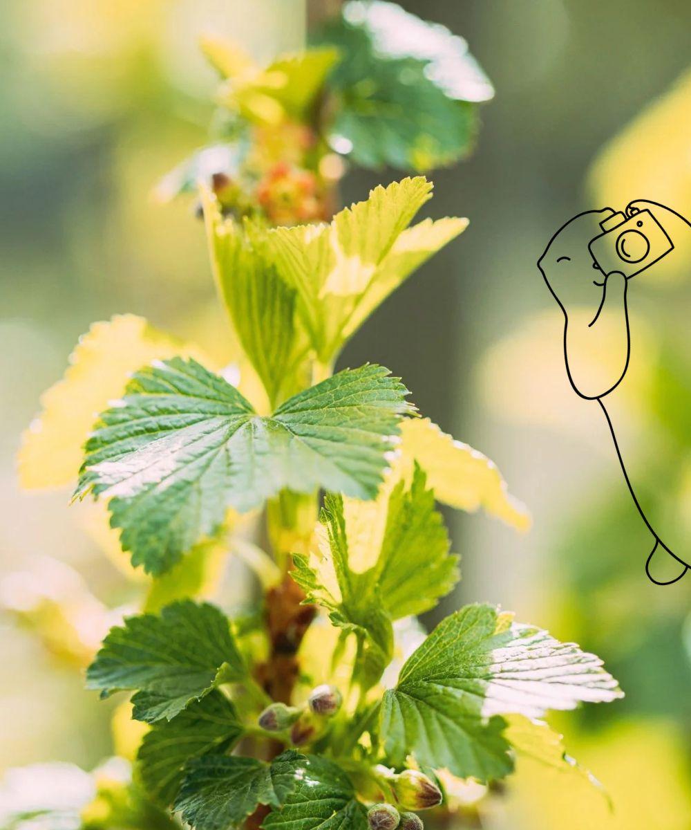 Le cassis, un arbuste dont les feuilles et les fruits peuvent être utilisés en infusion
