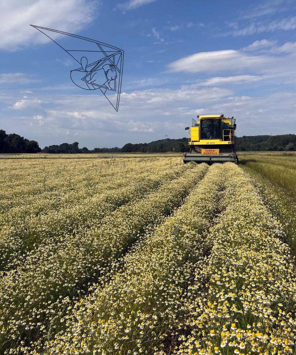 La récolte de la camomille matricaire, dans les champs fleuris
