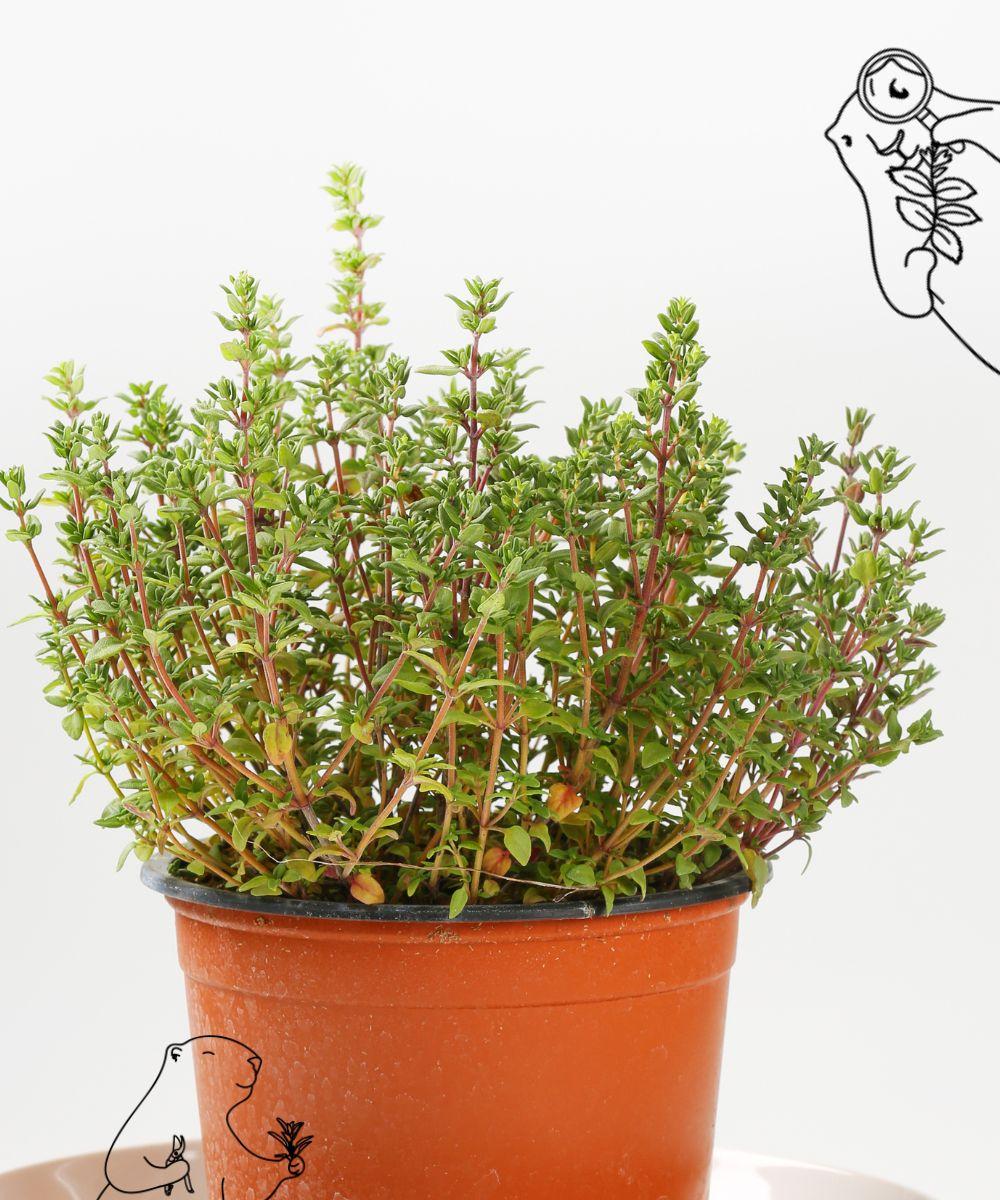 Le thym, une plante reconnue pour ses bienfaits pour les voies respiratoires