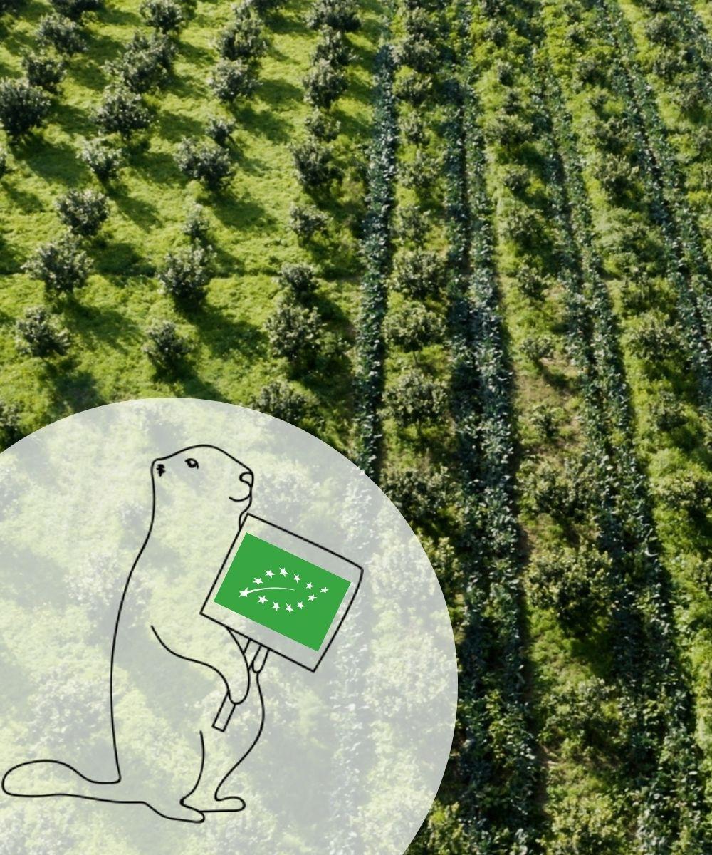 Tisanes et thés agriculture biologique Les 2 Marmottes