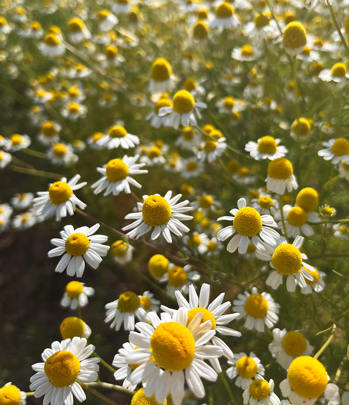 Fleurs de camomille dans un champ avant la récolte des sommités florales pour fabriquer une tisane de camomille
