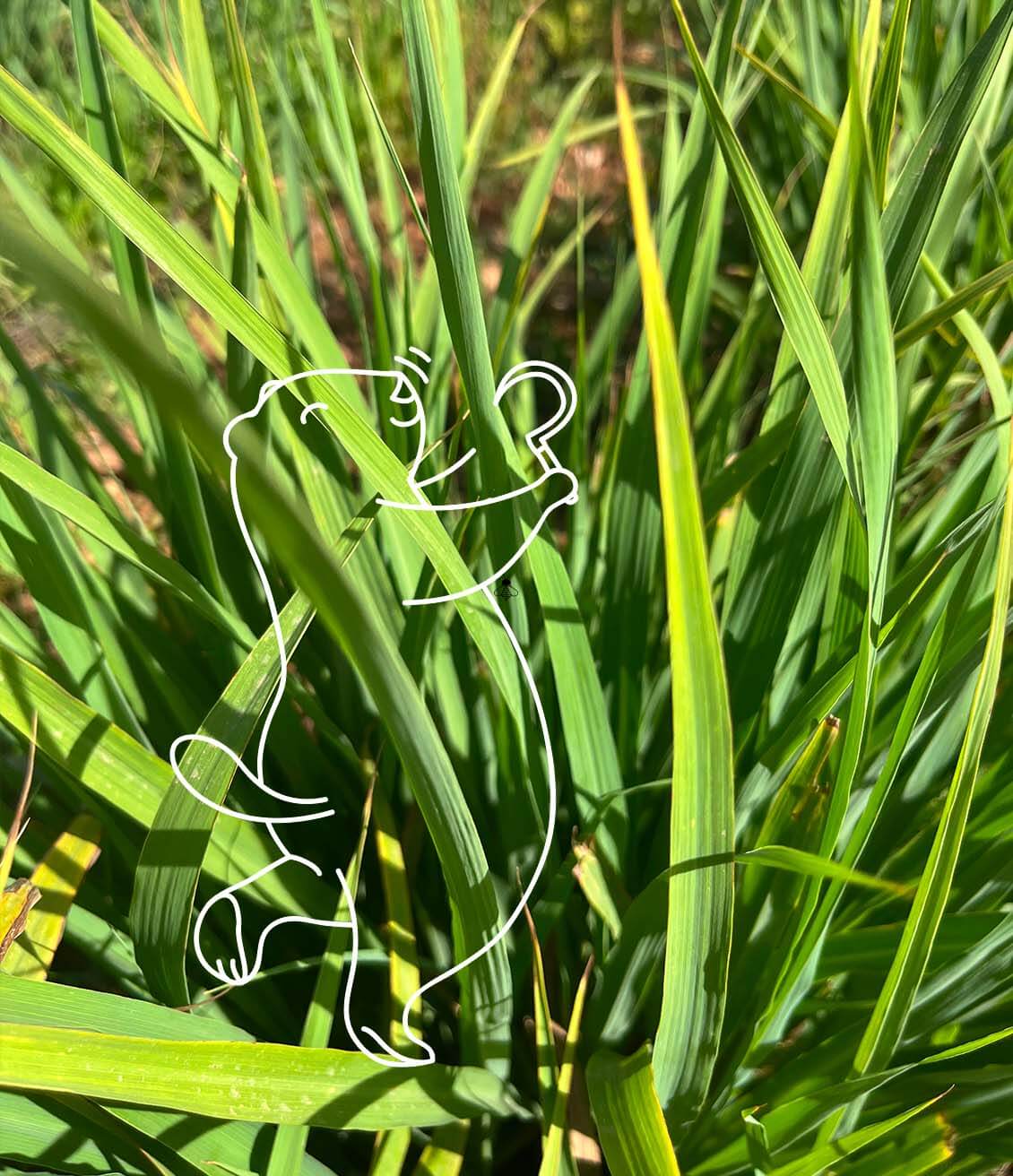 Les tiges de citronnelle sont récoltées à maturité avant d'être séchées et coupées pour les tisanes