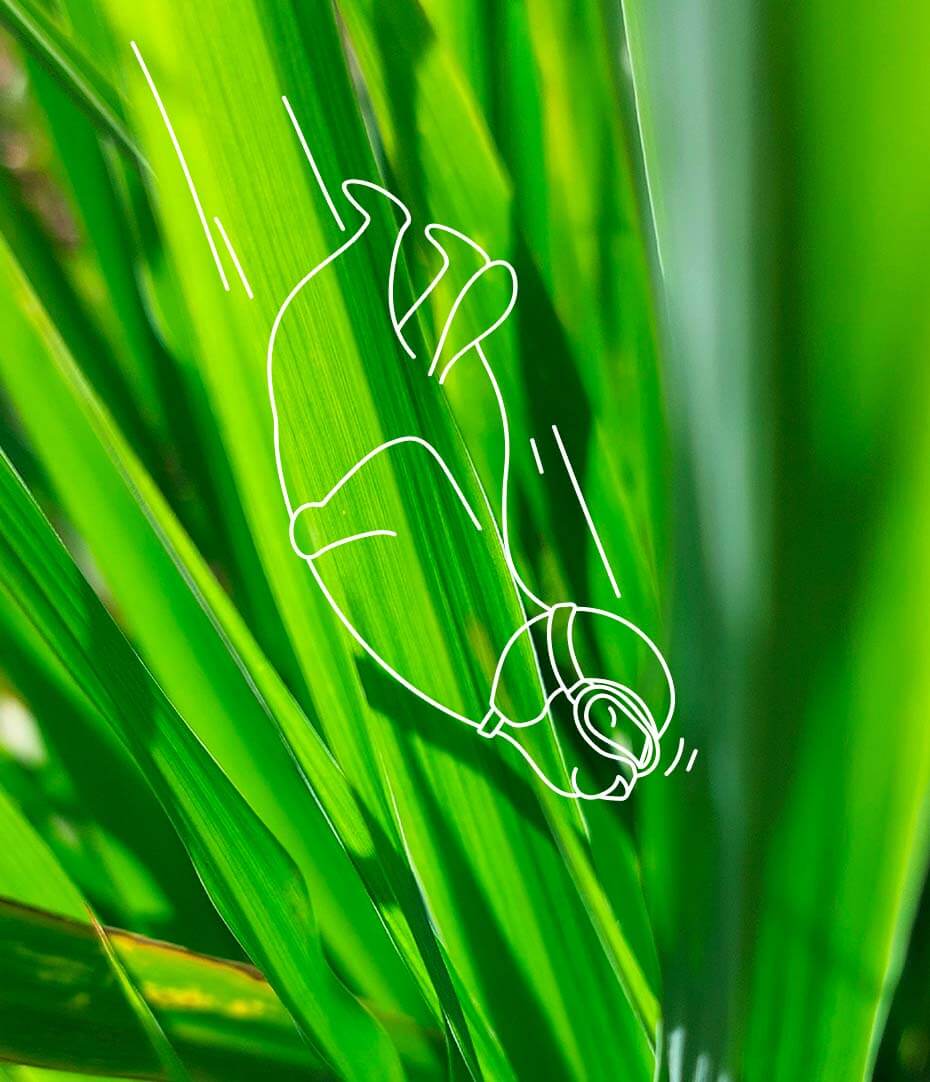 Les tiges de citronnelle parfument naturellement les tisanes