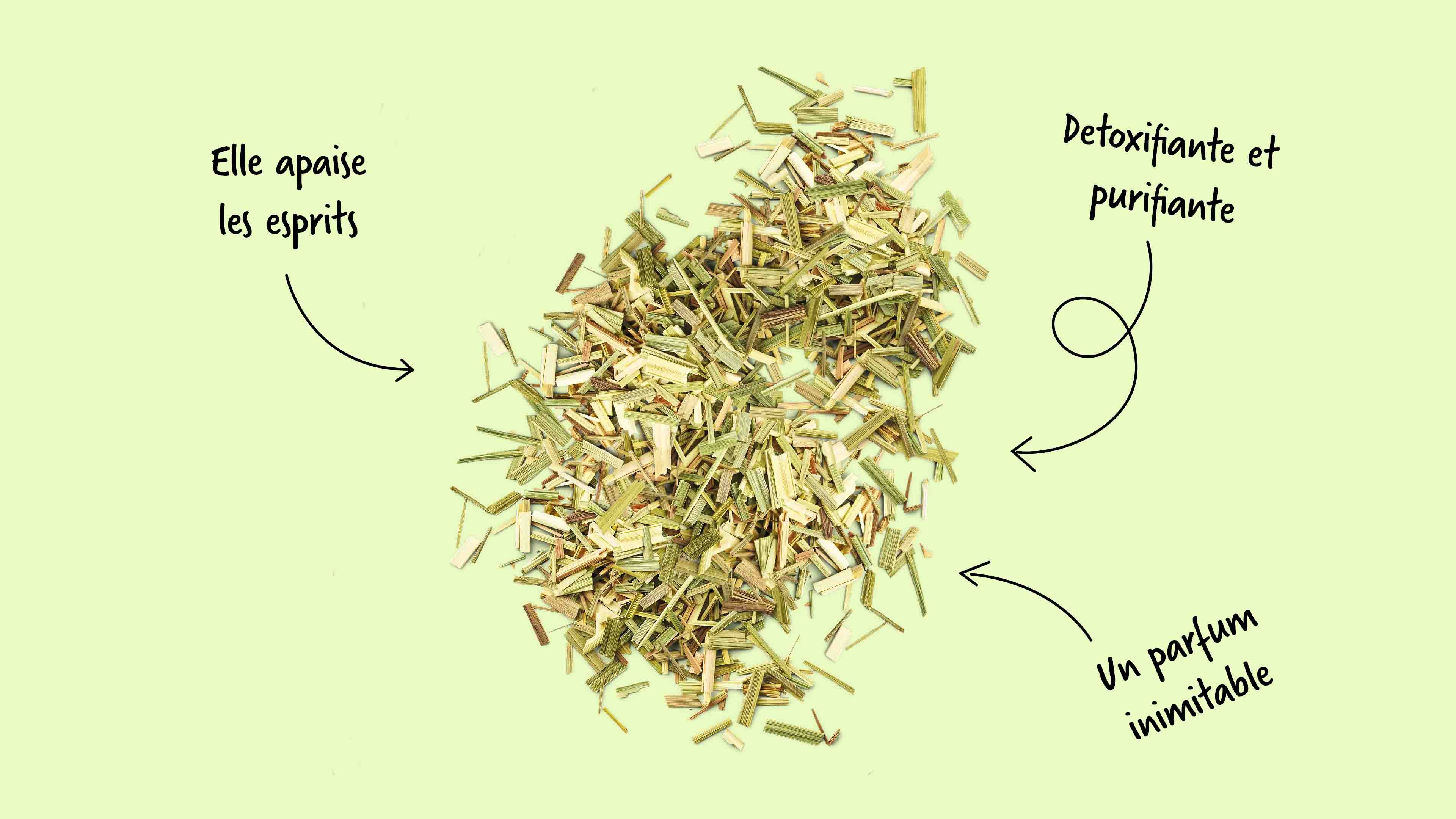 La citronnelle est coupée avant d'être mise en sachet de tisane