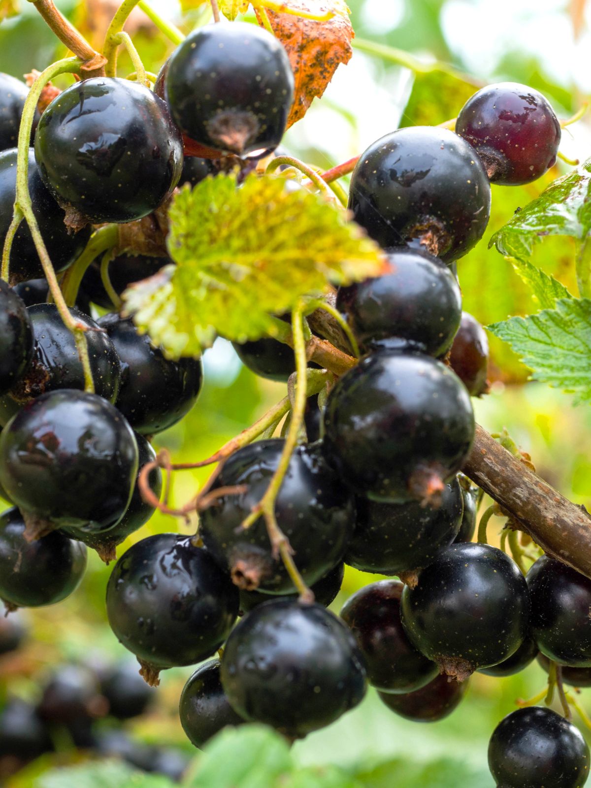Les baies noires du cassis peuvent être utilisées en tisane