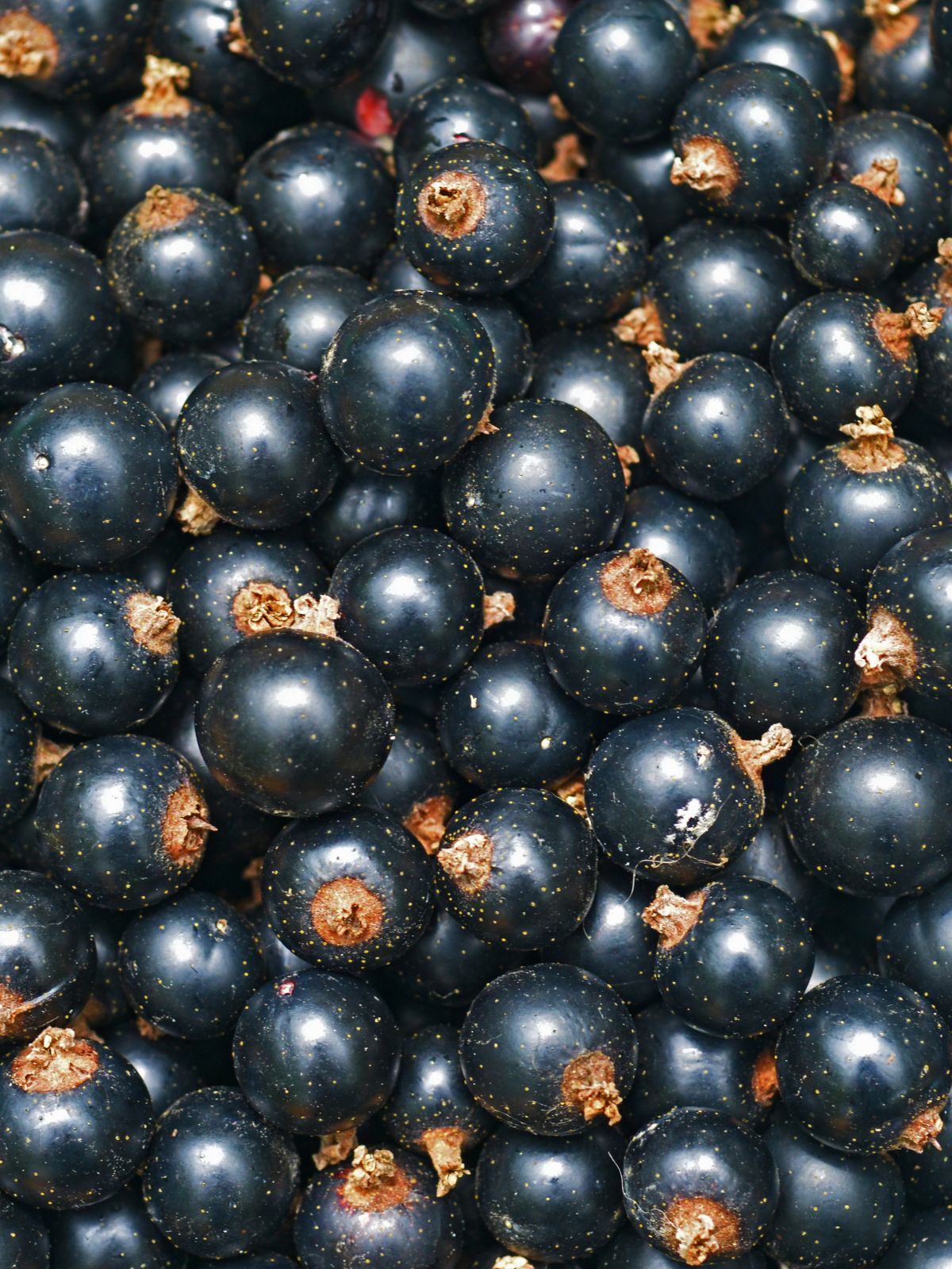 Les baies du cassis sont récoltées à pleine maturité