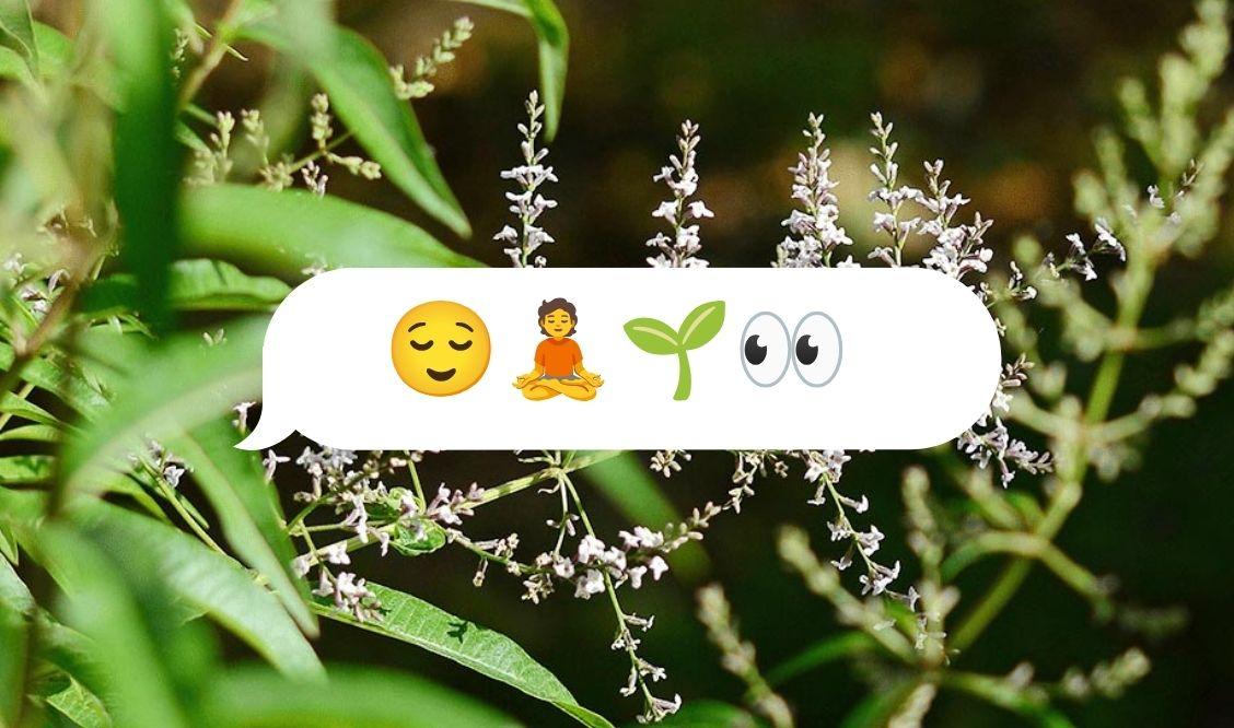 Tisanes de plantes anti stress, la rentrée au naturel