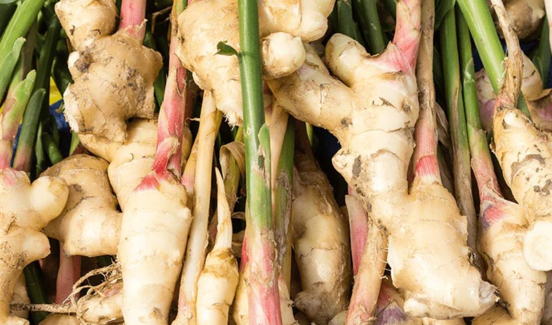 Les bienfaits du gingembre