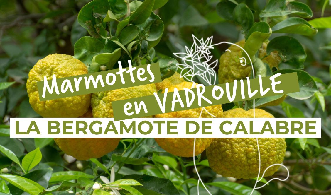 Marmottes en vadrouille : en route pour l’Italie !