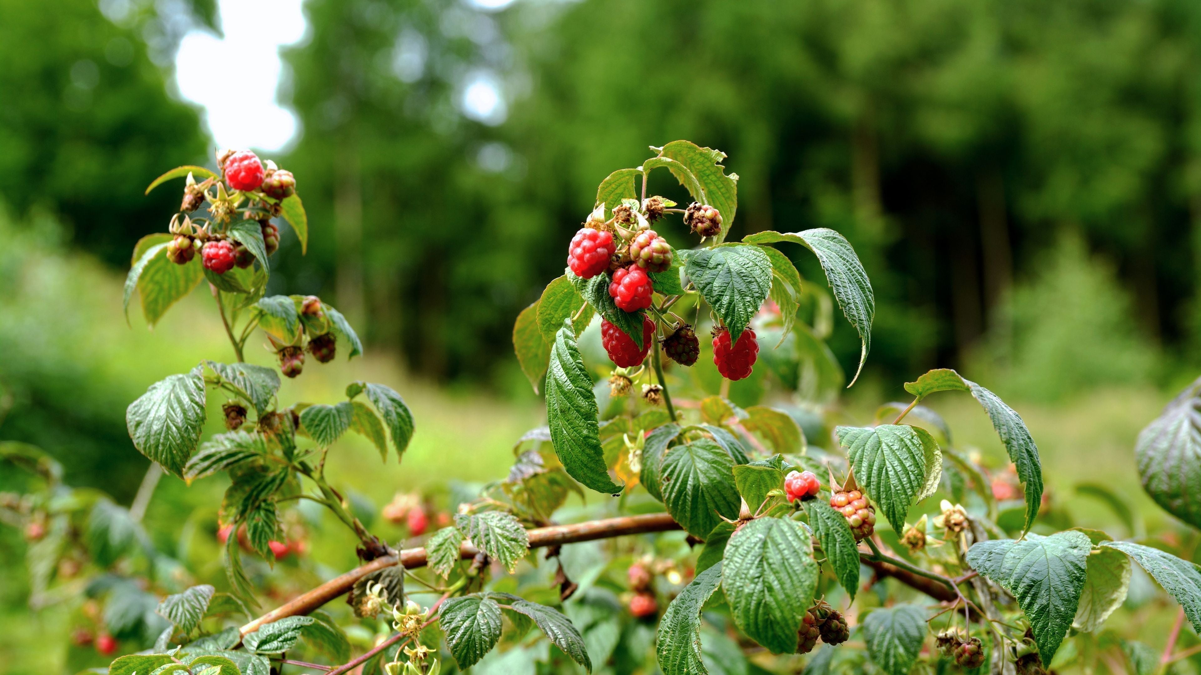 Les fruits rouges peuvent être utilisés séchés en tisane