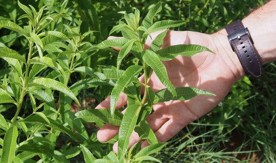 Les 2 Marmottes et ses petits producteurs : jamais d'arômes ajoutés