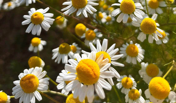 Infusion camomille : et si elle vous aidait à retrouver un sommeil sain ?