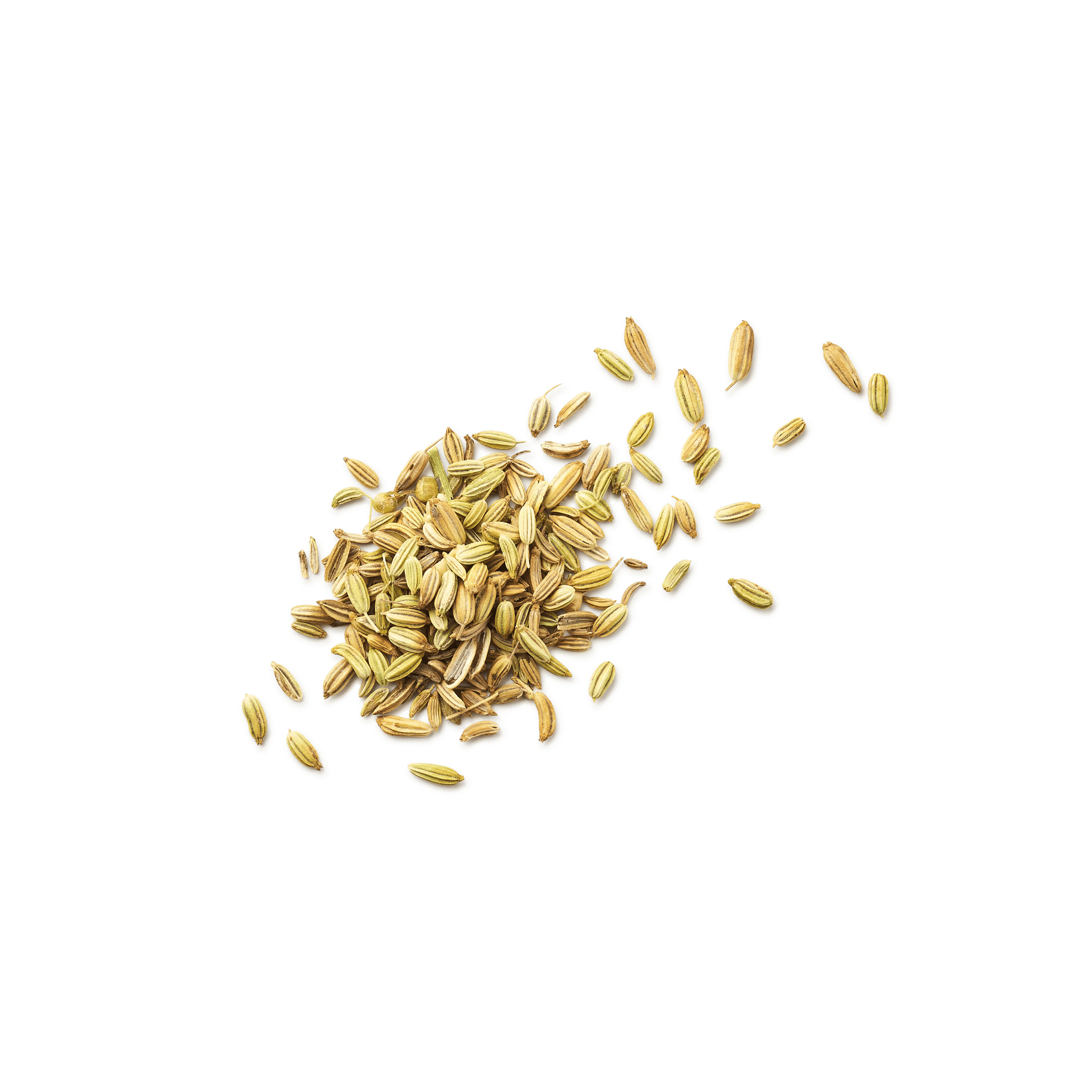 Fenouil