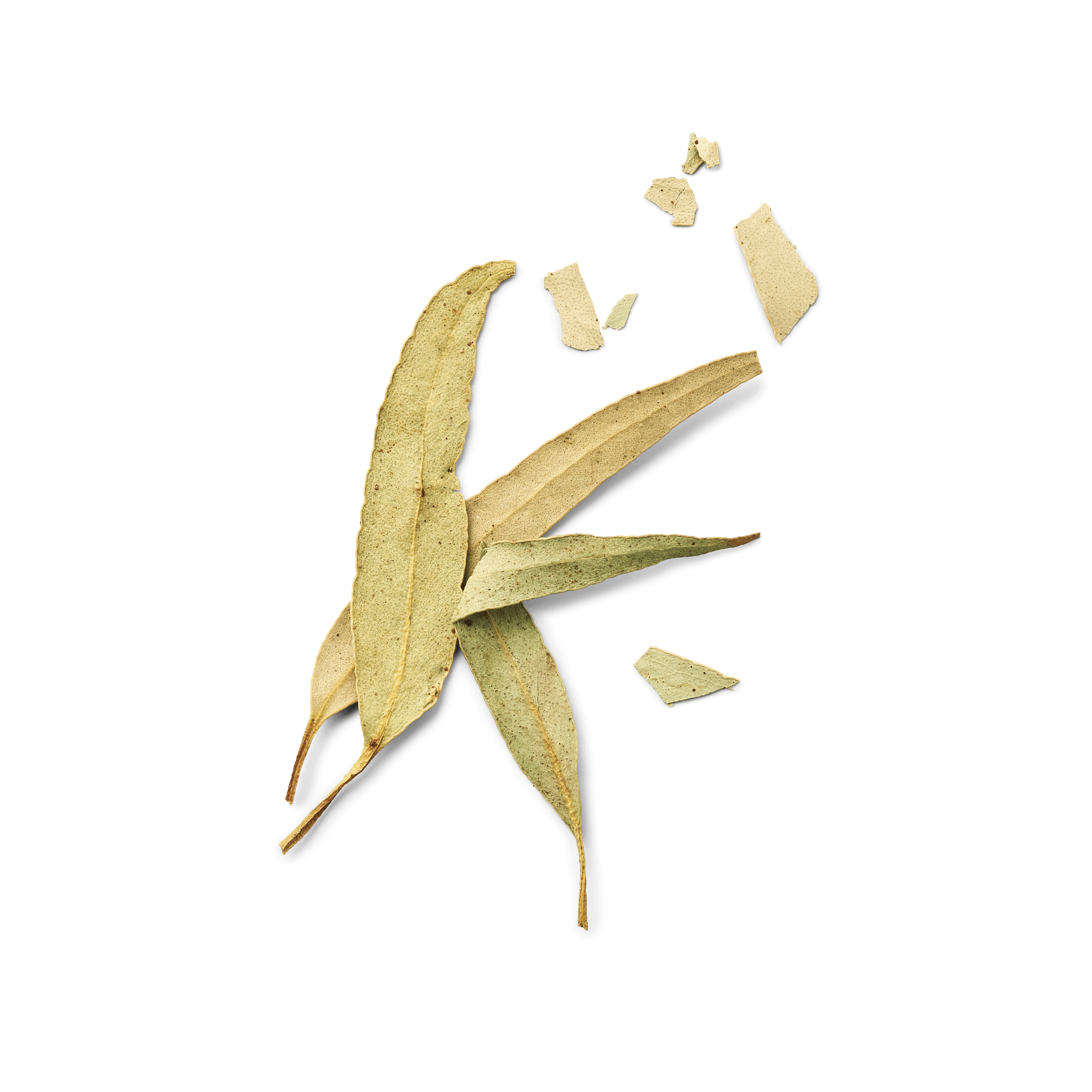 Eucalyptus