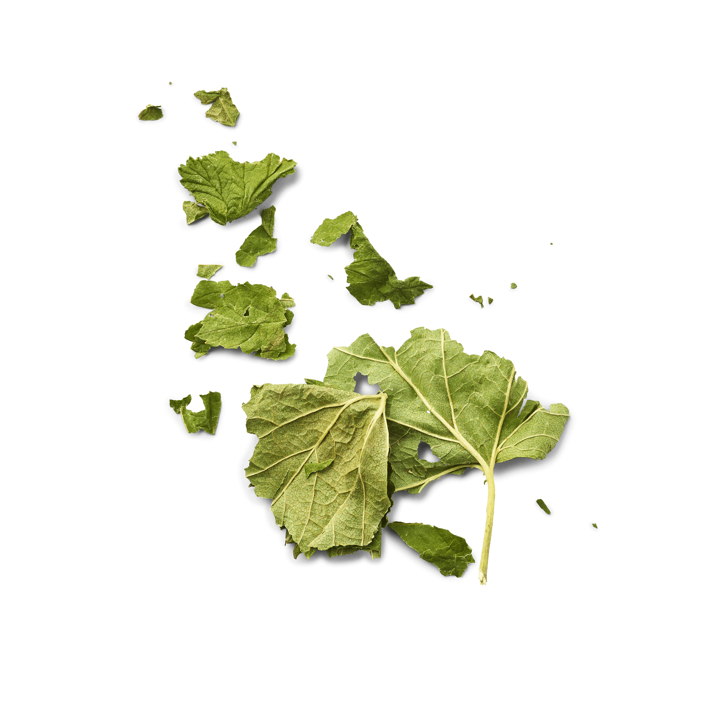 Feuille de cassis
