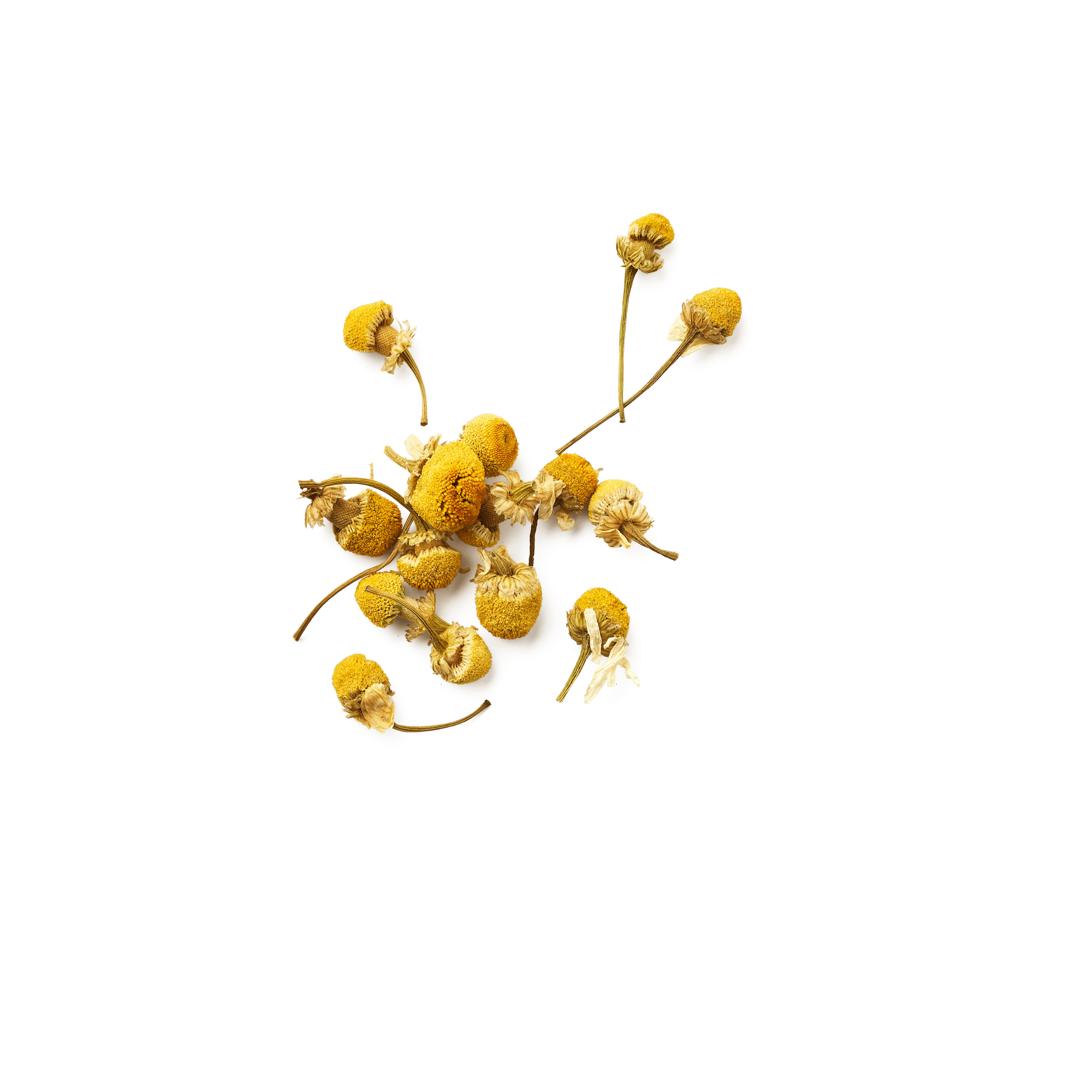 Camomille