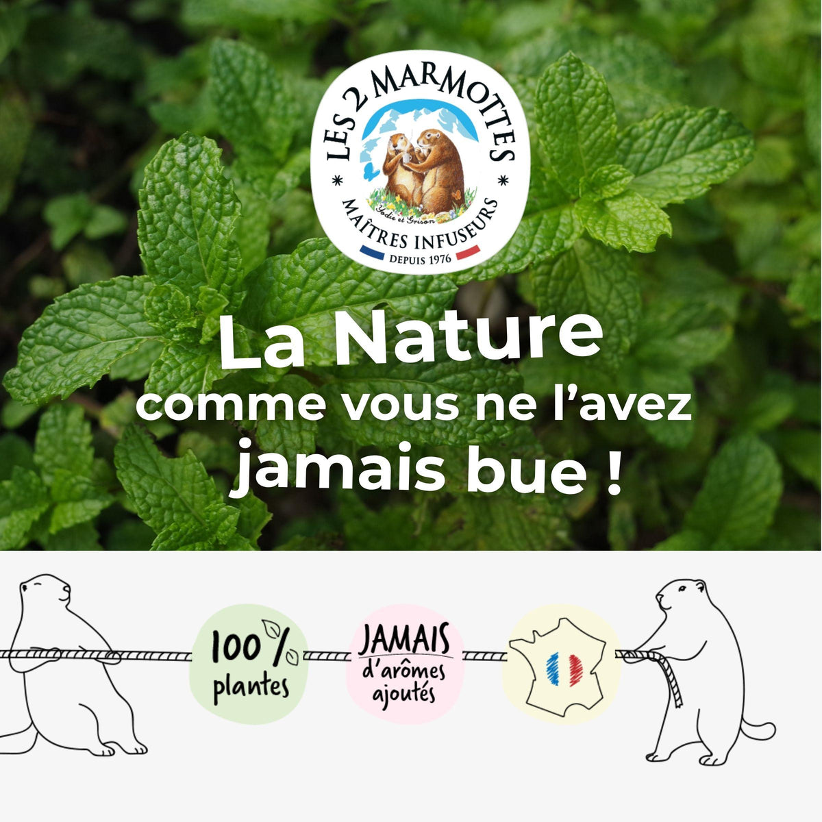 La nature comme vous ne l'avez jamais bue : tisane de menthe et thé à la menthe sans aucun arôme ajouté, fabrication en france (haute savoie) par la PME les 2 marmottes