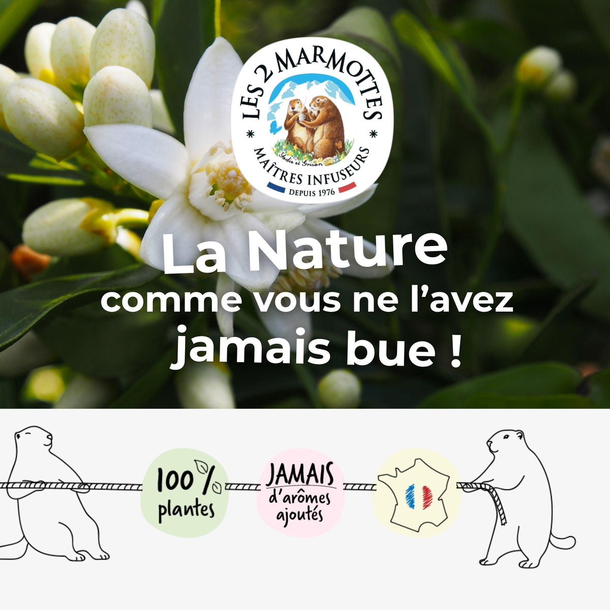 Les 2 marmottes, fabricant français de tisanes thés et infusions. Maîtres-infuseurs depuis 1976. Savoir-faire plantes et fruits : toutes nos recettes sont 100% plantes et fruits, sans aucun arôme ajouté. Nos tisanes et thés à la fleur d'oranger sont fabriqués uniquement avec des pétales de fleur d'oranger, sans aucun arôme ajouté ni huile essentielle.