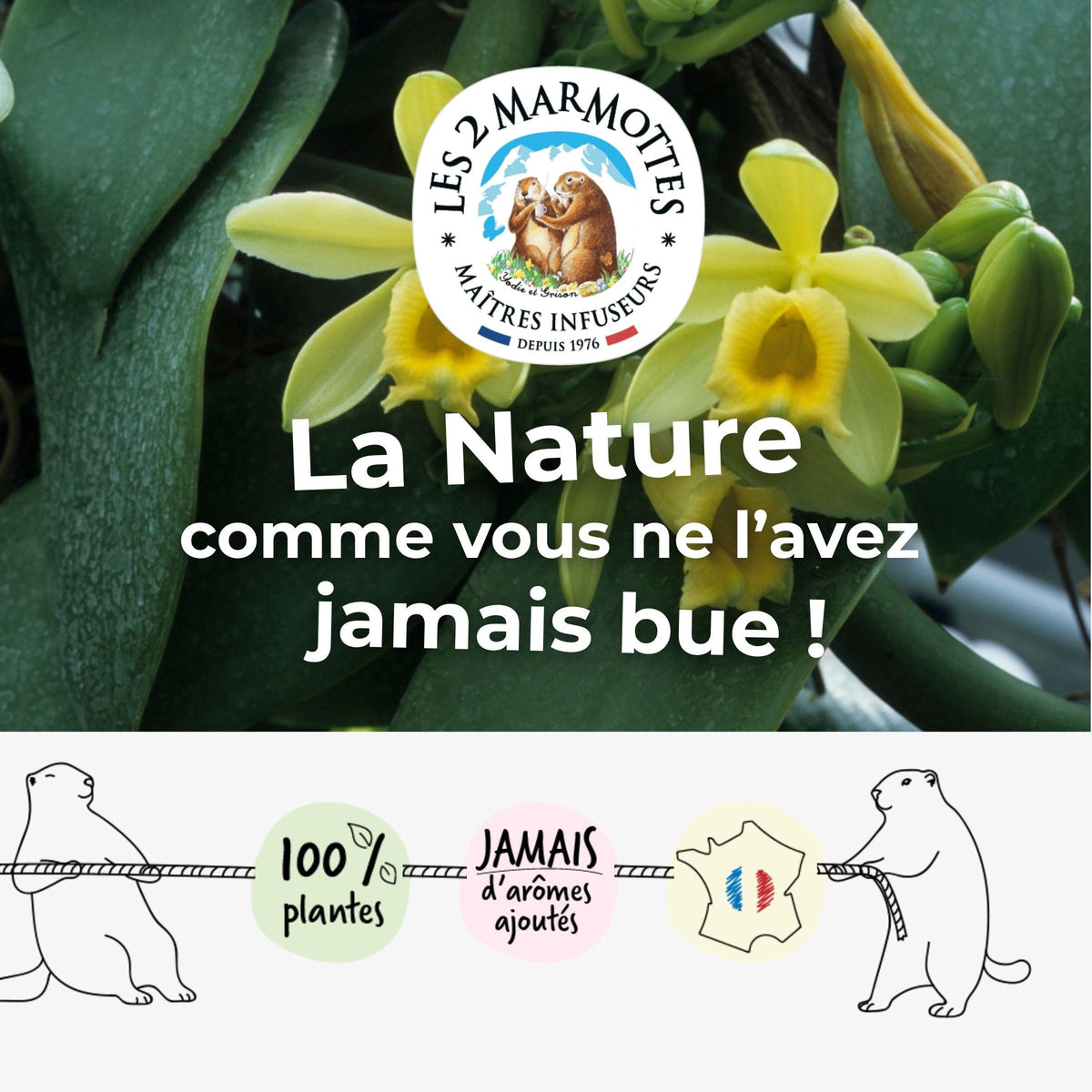 Thé à la vrai vanille, la nature comme vous ne l'avez jamais bue : ingrédients naturels, sans arômes ajoutés, 100% plantes. Toutes les infusions et thés les 2 marmottes sont fabriqués en France (Haute-Savoie) avec de vraies plantes et fruits, sans aucun arôme ajouté.
