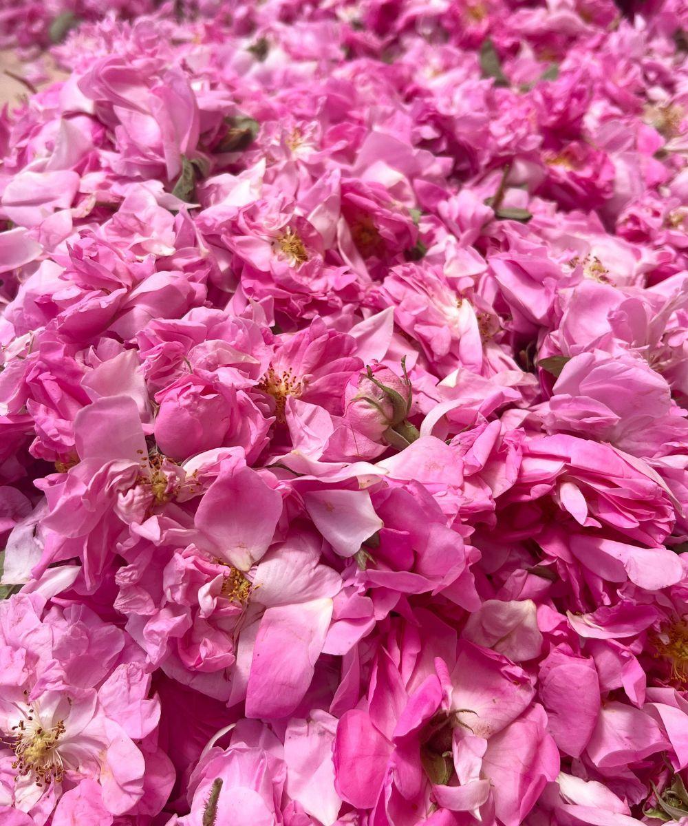 La récolte des roses utilisées dans les tisanes les 2 marmottes : les fleurs fraîchement cueillies vont être séchées