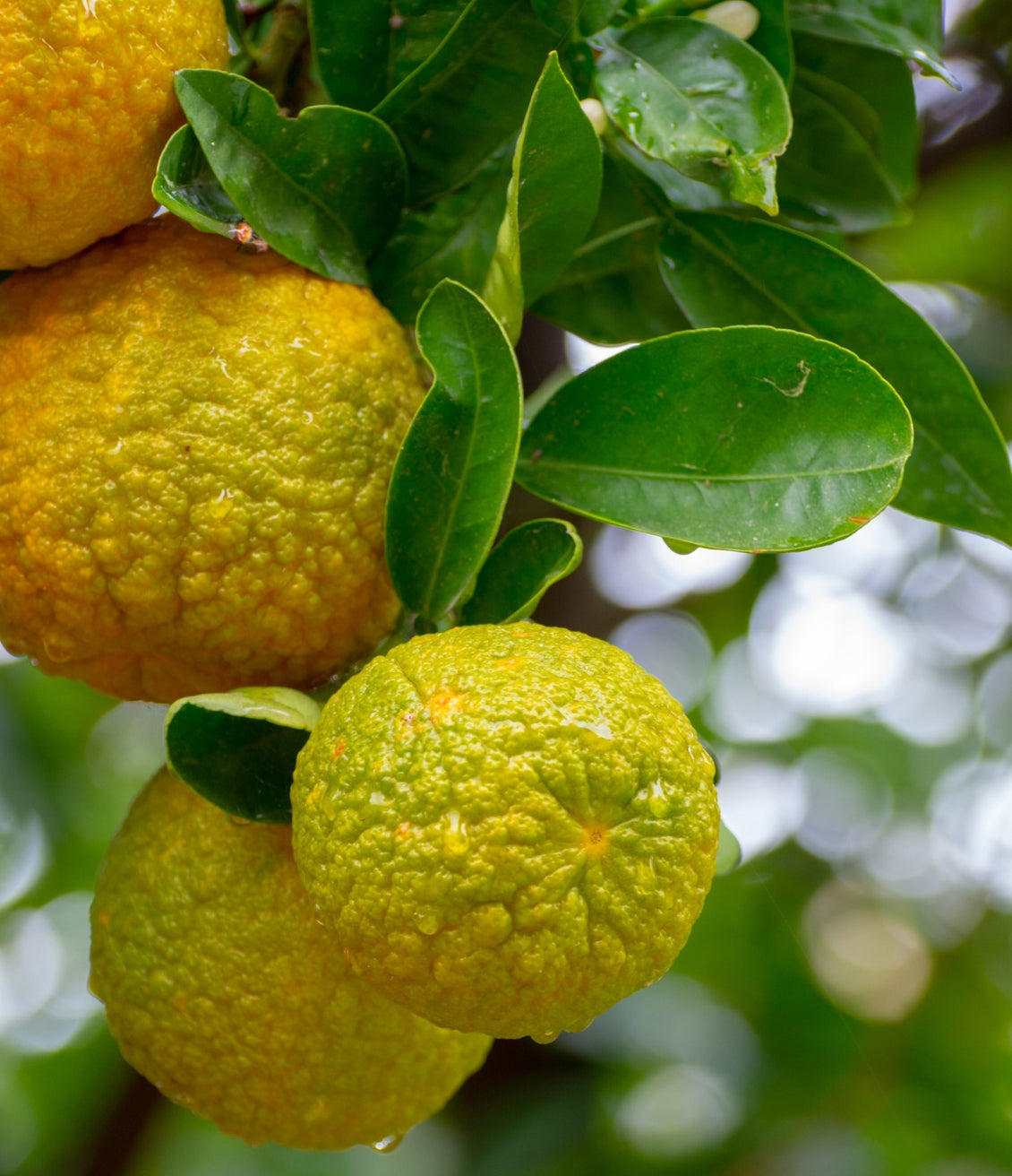 La bergamote est un agrume de Méditerranée utilisé dans le thé earl grey