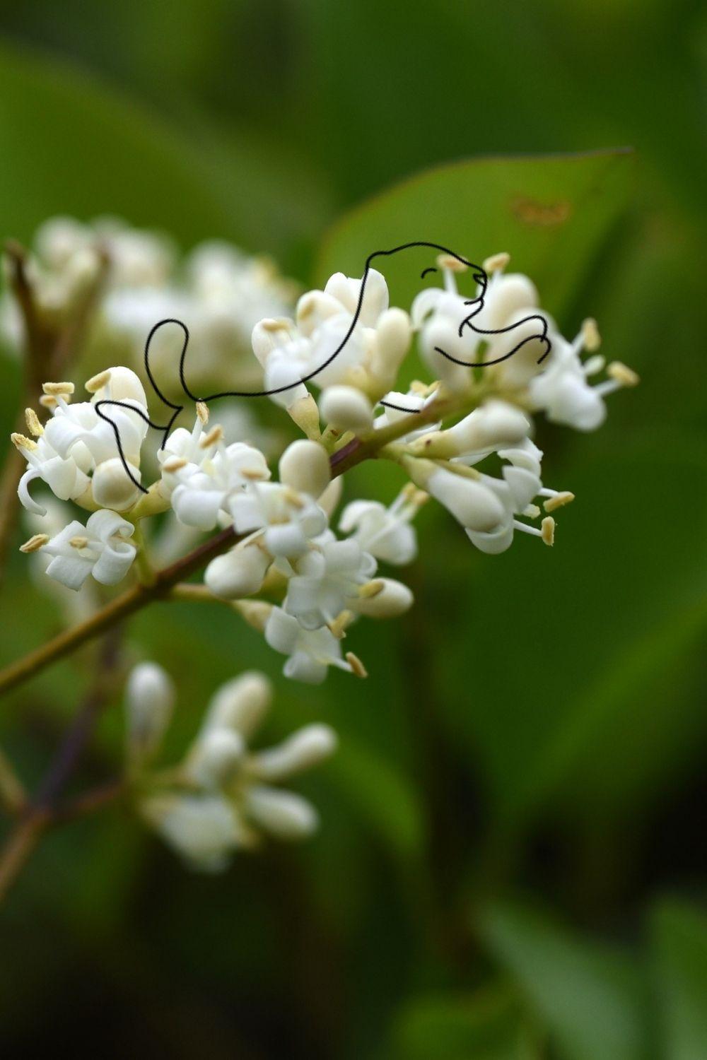 Le myrte citronné a de jolies fleurs blanches, mais ce sont ses feuilles qui sont utilisées en tisane