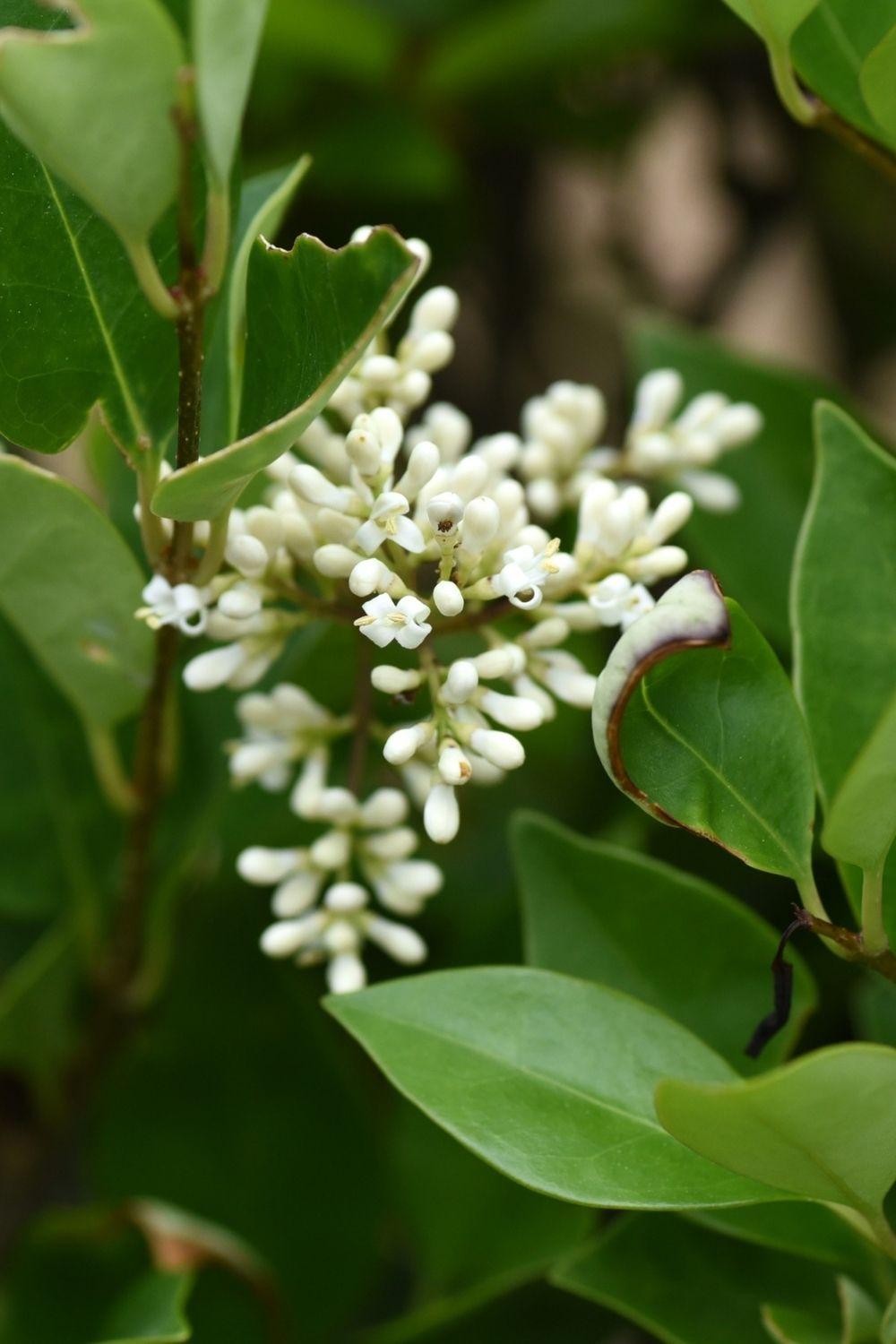 Les feuilles de cet arbuste subtropical ont un étonnant parfum rappelant le citron