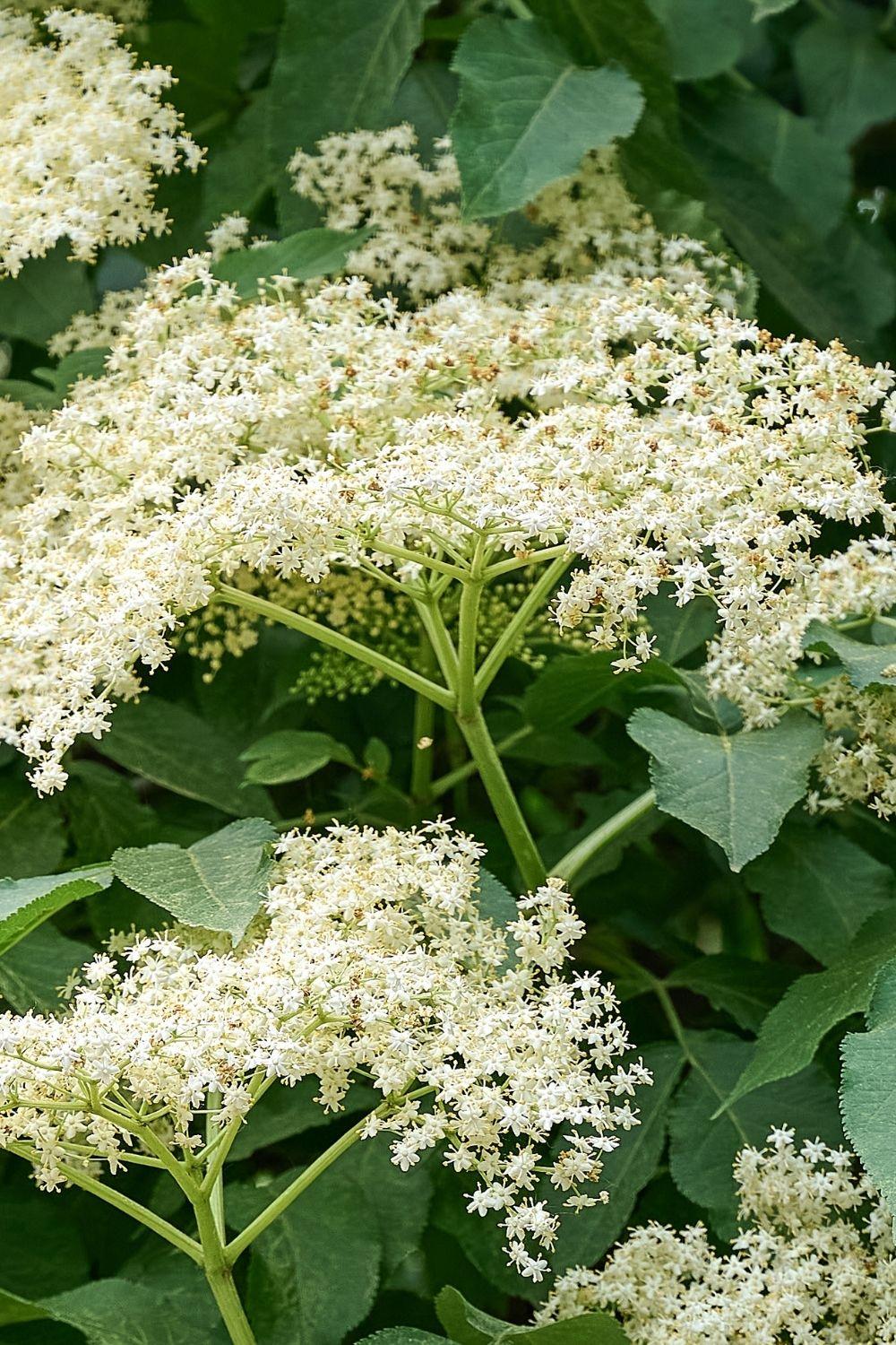 Le myrte citronné en pleine floraison