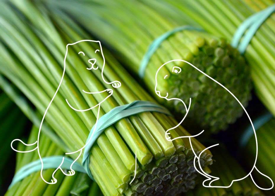 les bottes de tiges de citronnelle sont aussi utilisées en cuisine comme herbe aromatique