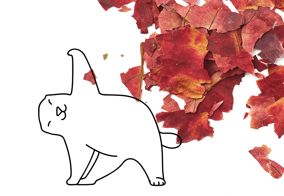 Les feuilles de vigne rouge peuvent être utilisées en tisane